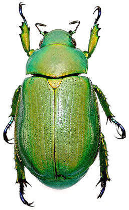 Chrysina woodi