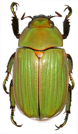 Chrysina xalixteca