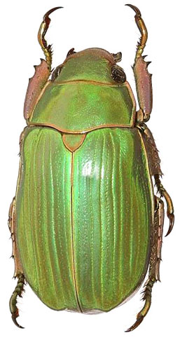 Chrysina zapoteca