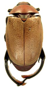 Heterosternus rodriguezi