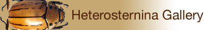 Heterosternina Gallery