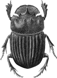 scarab