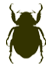 Folder: Dynastes Gallery