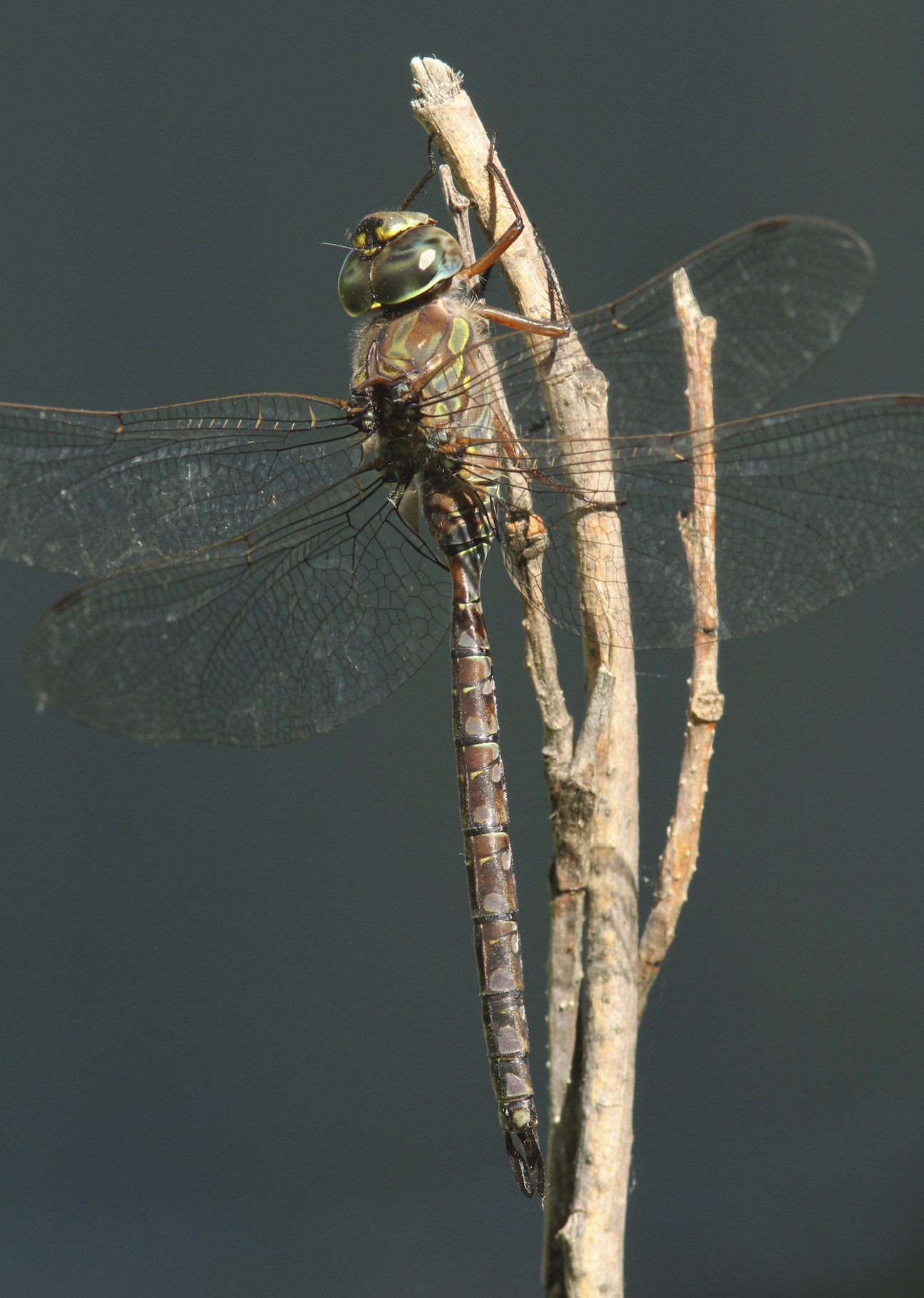 Canada Darner