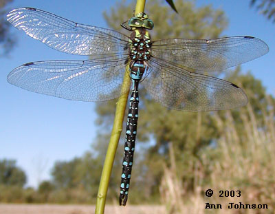 Lance-tipped Darner