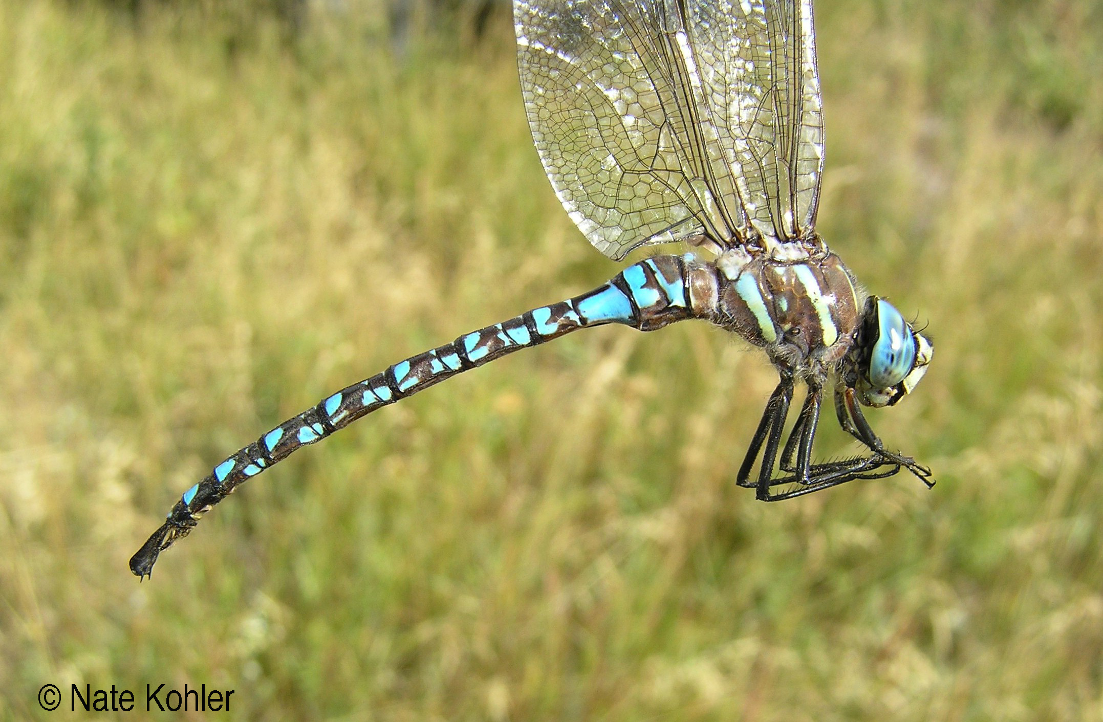 Paddle-tailed Darner