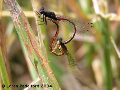 Red Damsel