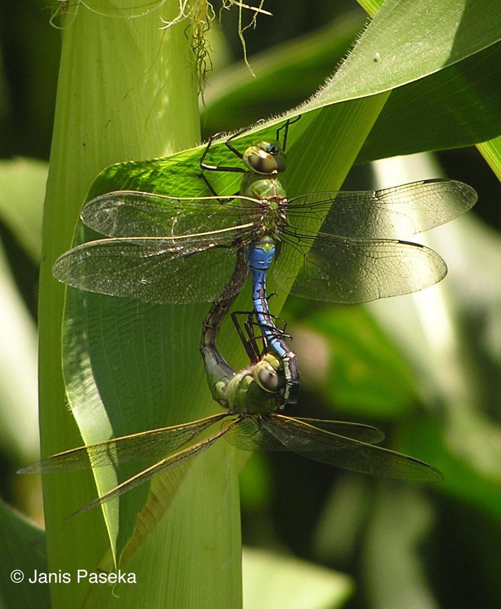 Green Darner