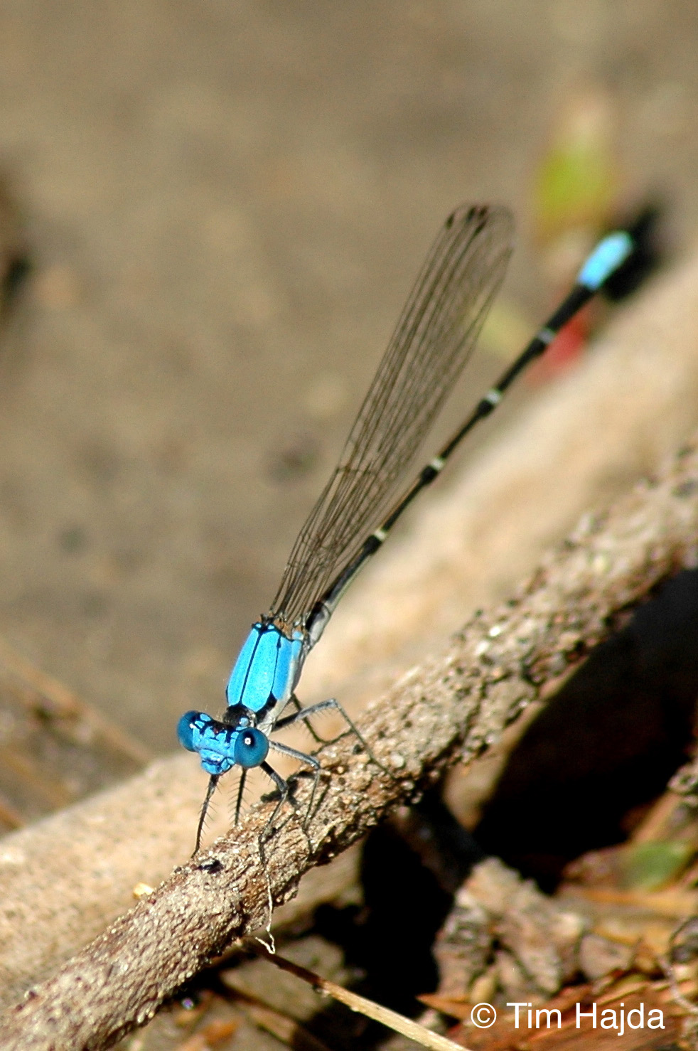 Blue-fronted Dancer