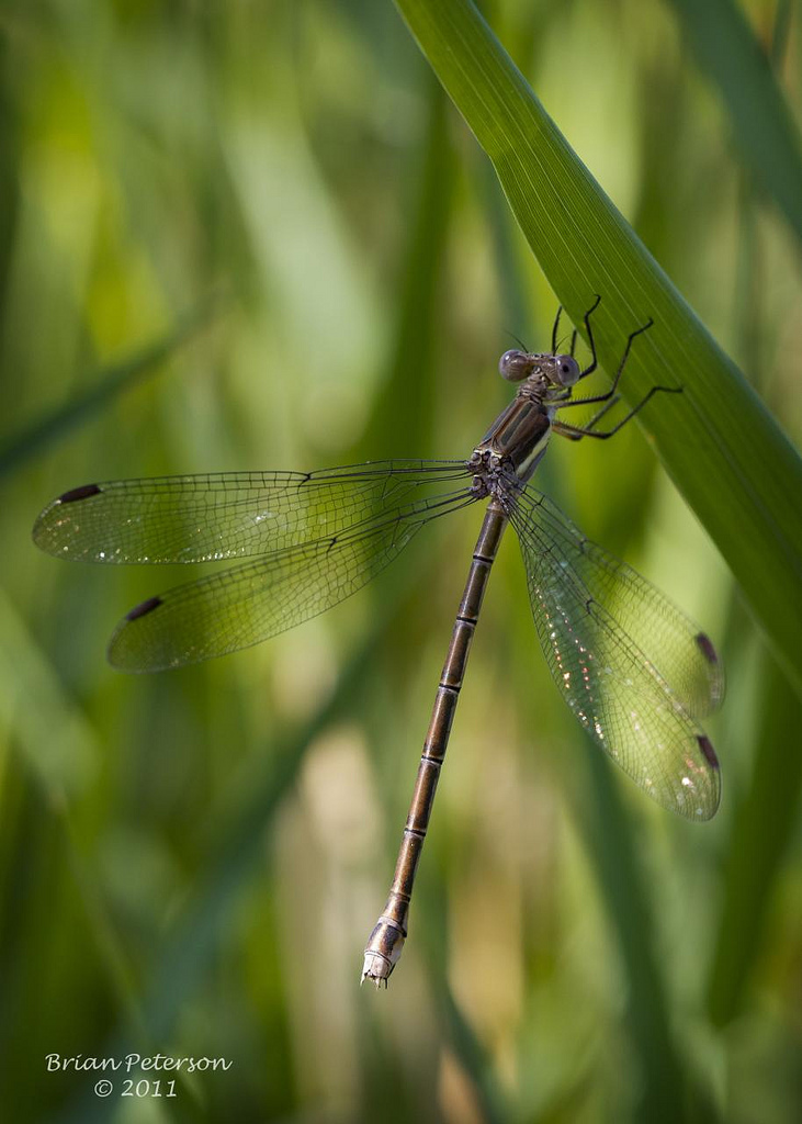 Great Spreadwing