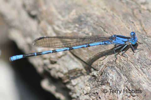 Springwater Dancer