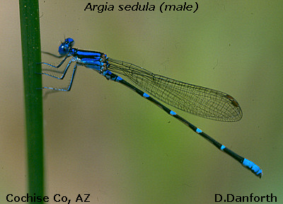 Blue-ringed Dancer