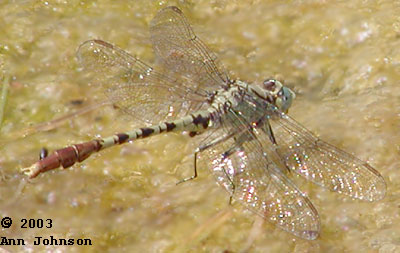 Jade Clubtail