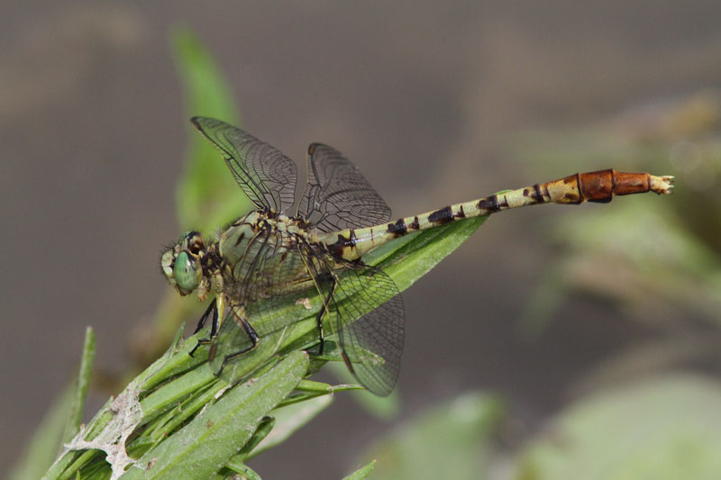 Jade Clubtail