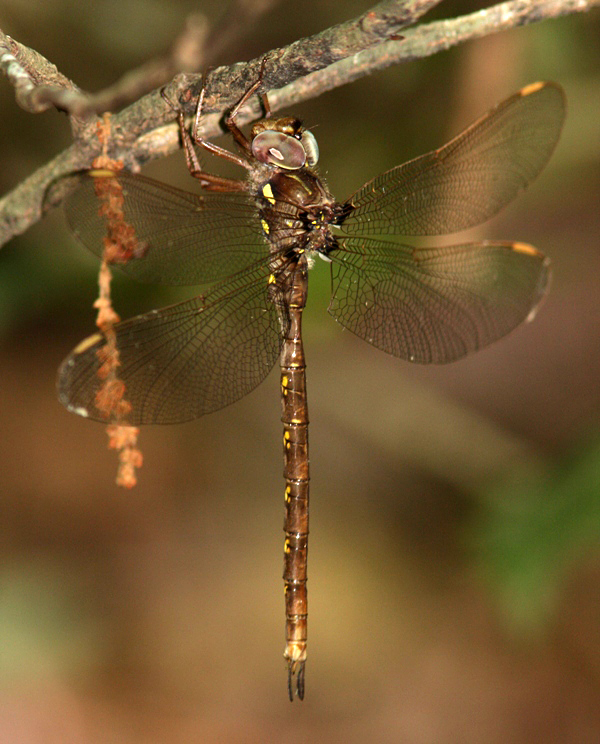 Fawn Darner