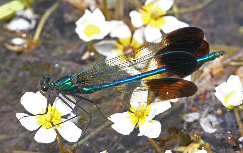 River Jewelwing