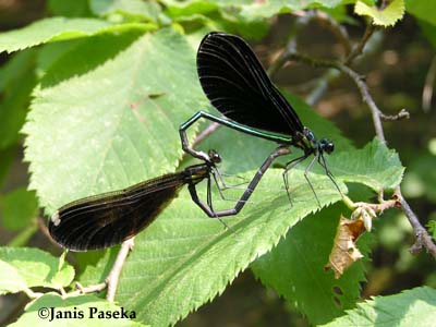 Ebony Jewelwing