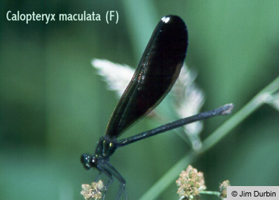 Ebony Jewelwing