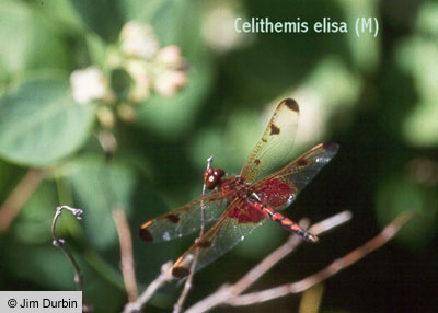 Calico Pennant