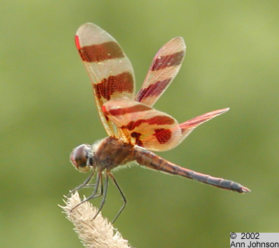 Halloween Pennant