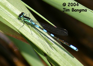 Taiga Bluet