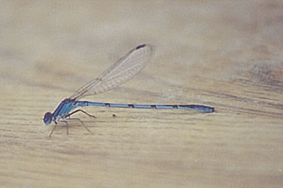 River Bluet