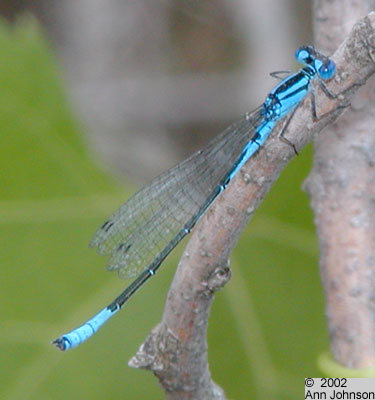 Azure Bluet