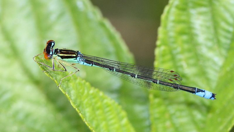 Rainbow Bluet