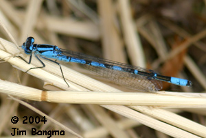 Northern Bluet