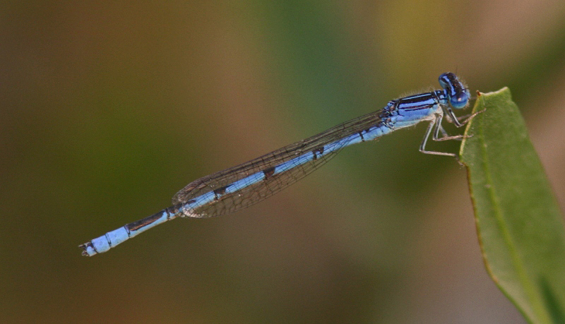 Double-striped Bluet