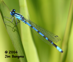 Boreal Bluet