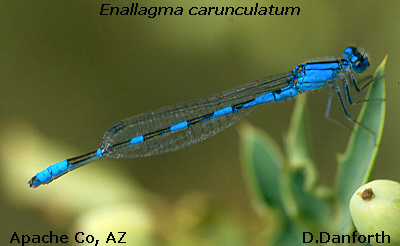 Tule Bluet