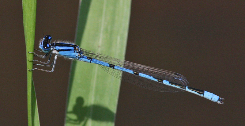 Familiar Bluet