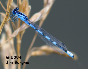 Alkali Bluet