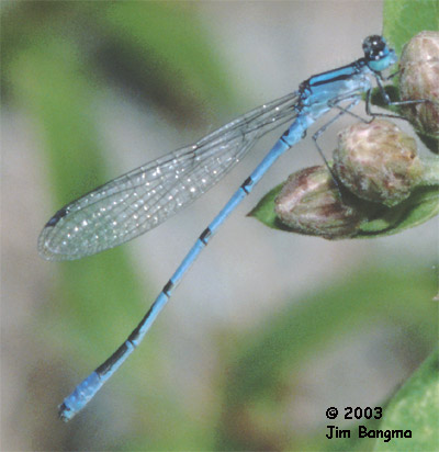 Marsh Bluet