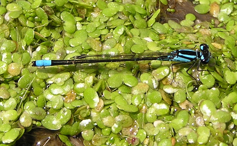 Skimming Bluet