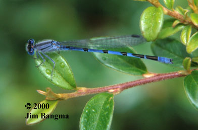 Hagen's Bluet