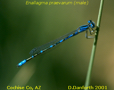 Arroyo Bluet male