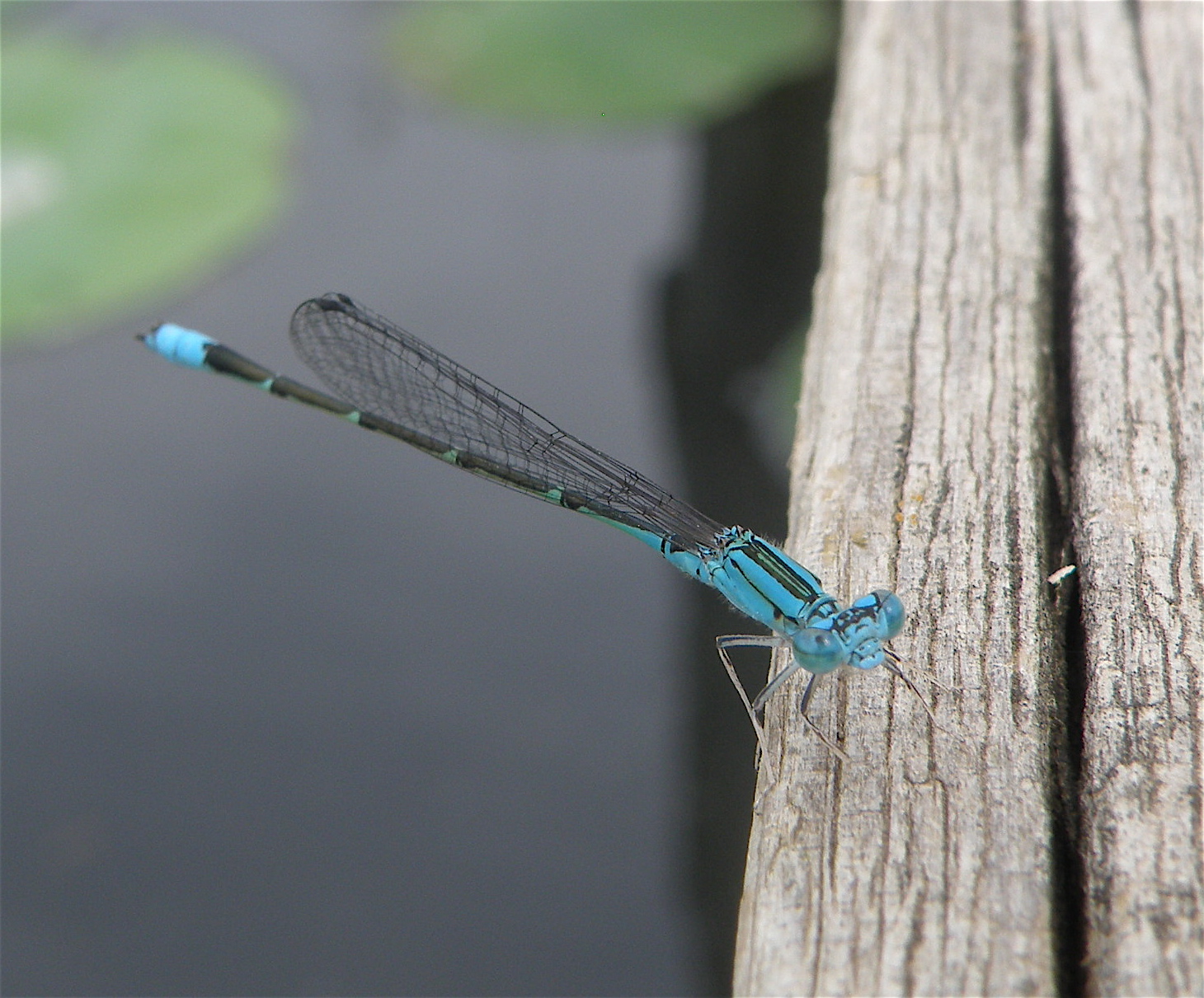 Slender Bluet