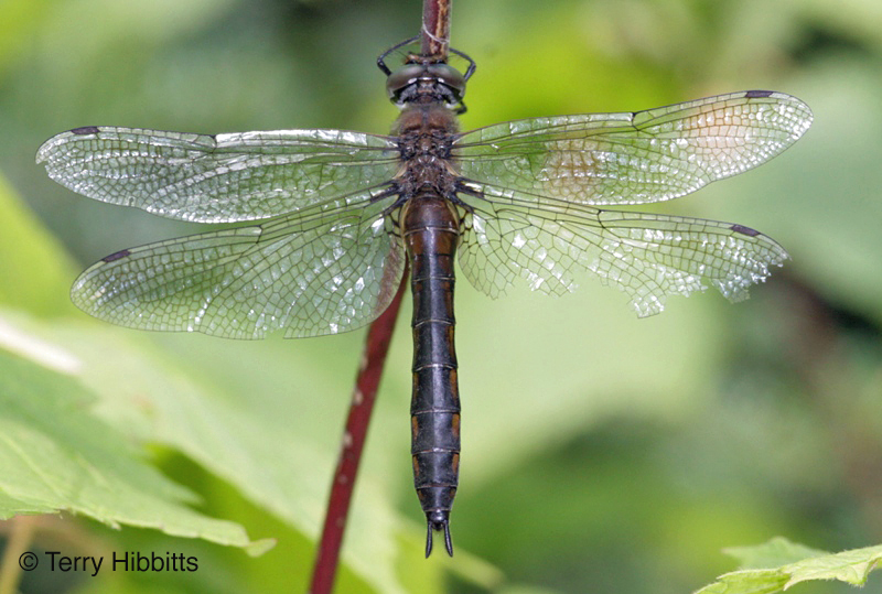 Spiny Baskettail
