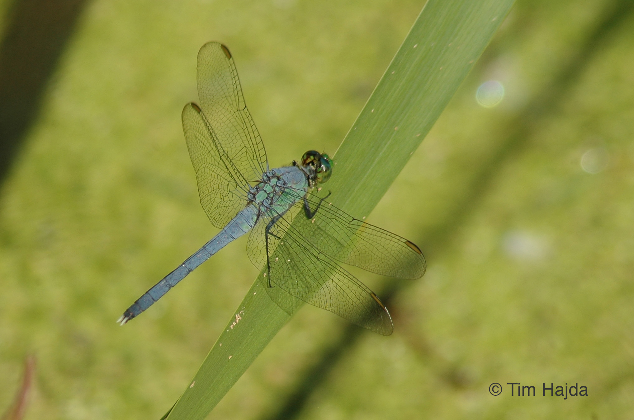 Eastern Pondhawk