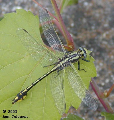 Plains Clubtail