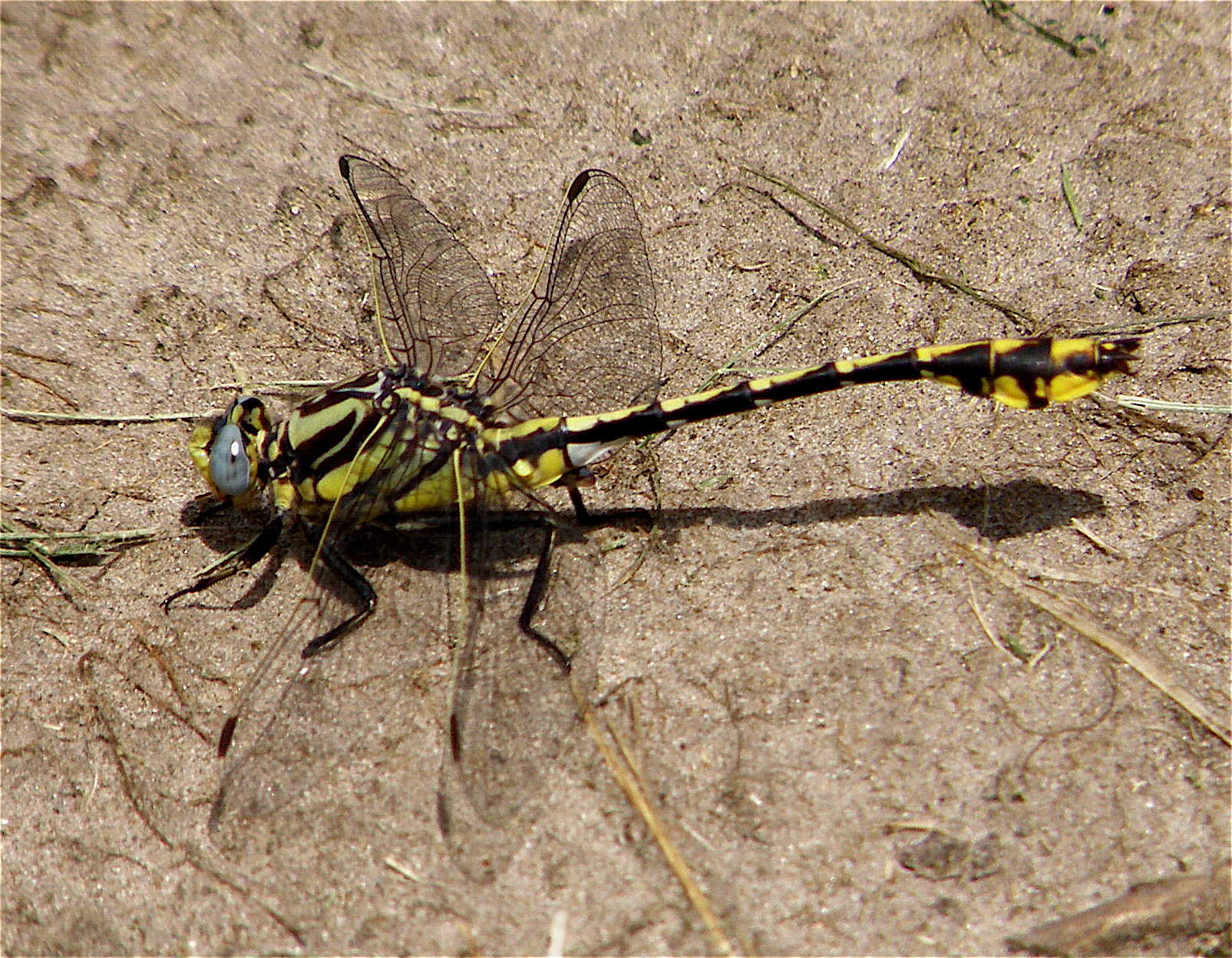 Plains Clubtail