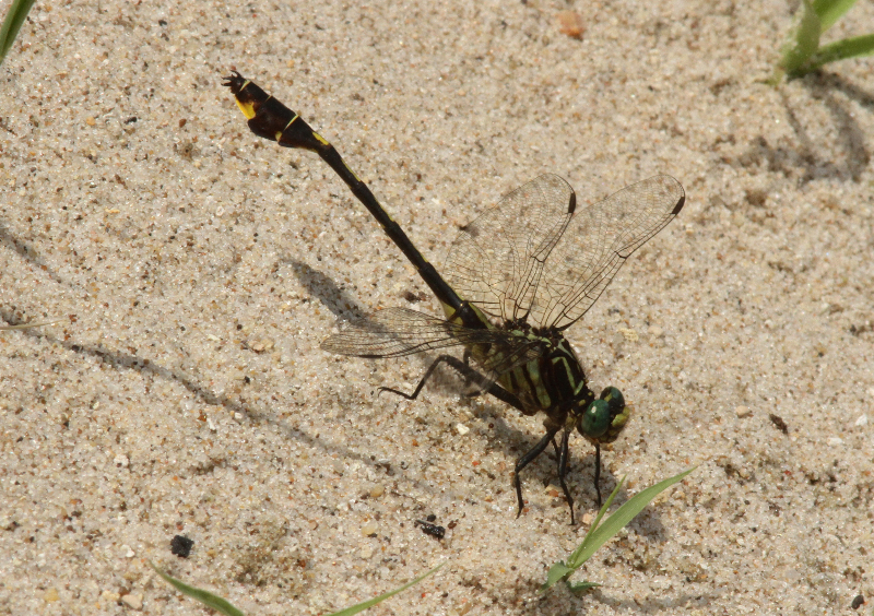 Cobra Clubtail