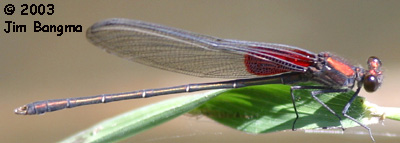 American Rubyspot