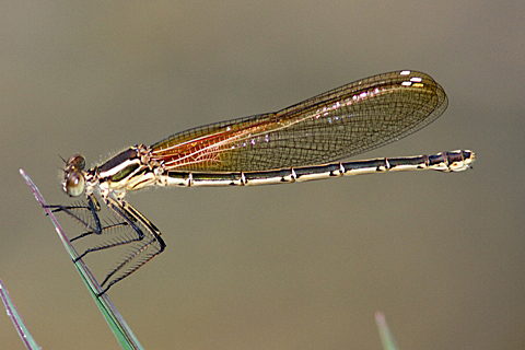 American Rubyspot