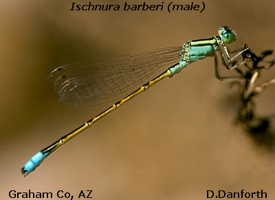 Desert Forktail