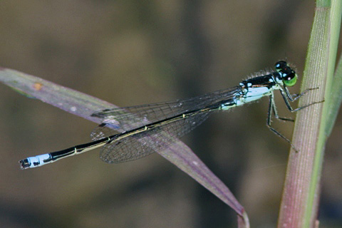 Plains Forktail