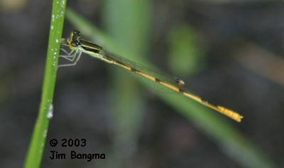 Citrine Forktail