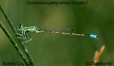 Western Forktail